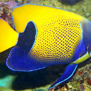Blue-girdled angelfish; Stuttgart; 7th September 2019