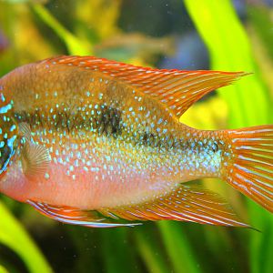 Thorichthys maculipinnis; Stuttgart; 7th September 2019