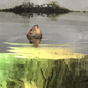 Orangutan Forest - Giant Asian pond turtle above surface 050819