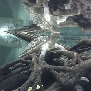 Orangutan Forest - Giant Asian Pond Turtle below surface 050819