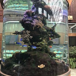 Orangutan Forest - aquarium exhibit 050819