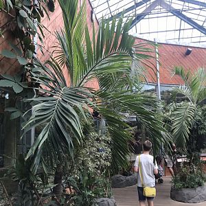 Orangutan Forest interior view 050819