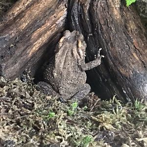 Orangutan Forest - Bony-headed toad 050819