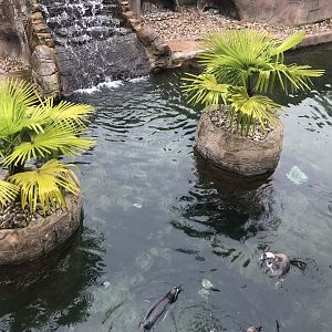 Humboldt penguin exhibit 050819
