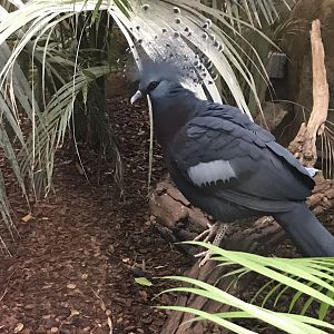 Victoria crowned-pigeon 050819