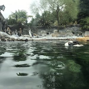 Humboldt penguin exhibit 050819