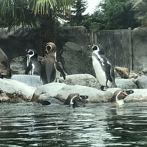 Humboldt penguins 050819