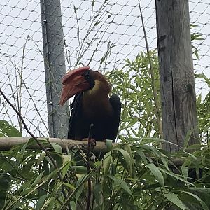 Northern rufous hornbill 050819