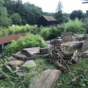 Sun bear exhibit 050819