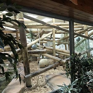 Sun bear inside enclosure 050819