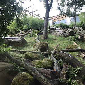 Sun bear exhibit 050819