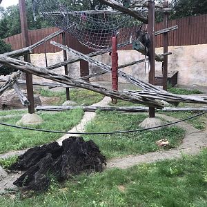 Collared or Cherry-crowned mangabey exhibit 050819