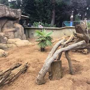 Meerkat exhibit 050819