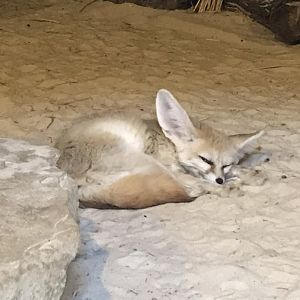 Fennec fox 050819