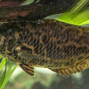 Ctenopoma acutirostre : Whipsnade : 06 Sep 2019