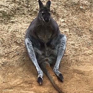 Red-necked wallaby 050819