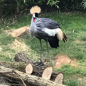 Eastern grey crowned-crane 050819