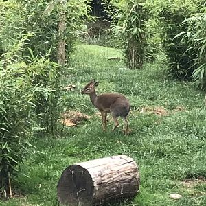 Kirk’s dik-dik 050819