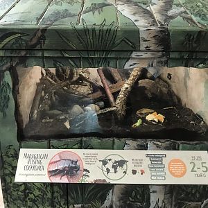 Kingdom of the Wild - Madagascar hissing cockroach exhibit 050819