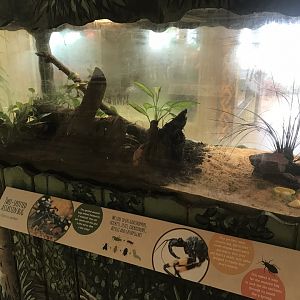 Kingdom of the Wild - Two-Spotted assassin bug exhibit 050819