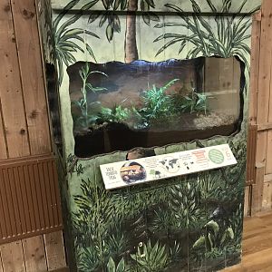 Kingdom of the Wild - Sambava tomato frog exhibit 050819