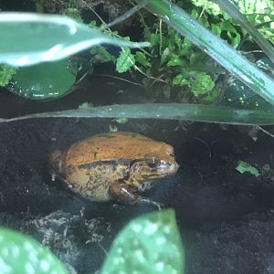 Kingdom of the Wild - Sambava tomato frog 050819