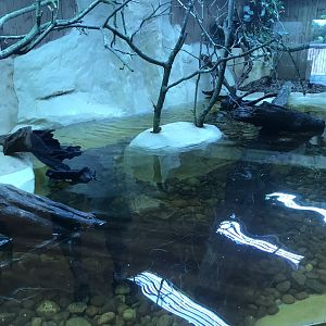 Kingdom of the Wild - West African mud turtle exhibit 050819