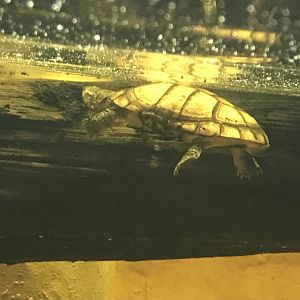 Kingdom of the Wild - West African mud turtle 050819