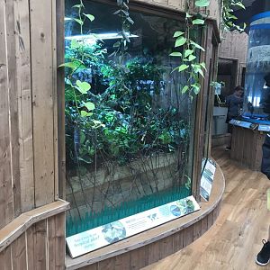 Kingdom of the Wild - tropical plant display 050819
