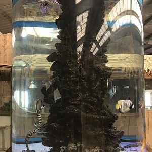 Kingdom of the Wild - aquarium exhibit 050819