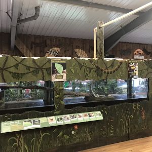 Kingdom of the Wild - leafcutter ant exhibit 050819