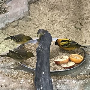 Kingdom of the Wild - Black-headed weavers 050819