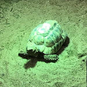 Kingdom of the Wild - Leopard tortoise 050819