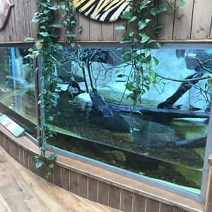 Kingdom of the Wild - West African mud turtle exhibit 050819