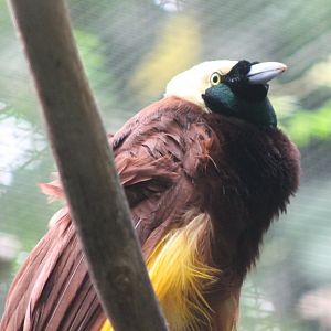 Greater bird of paradise