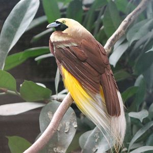 Lesser bird of paradise