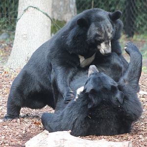 Asian black bears