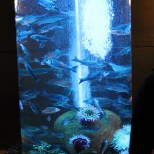 Overcrowded aquarium