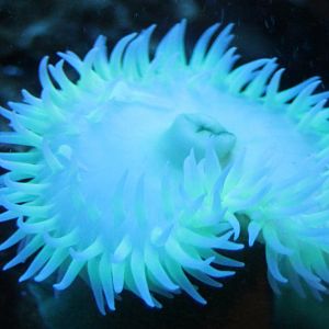 Sea-anemone species