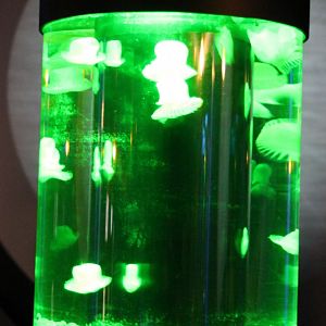 Jellyfish tank