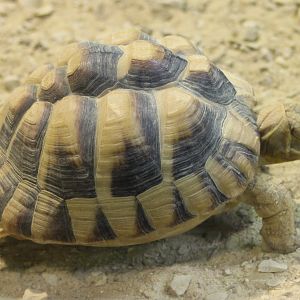 Egyptian tortoise