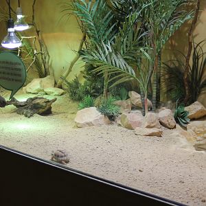 Enclosure Egyptian tortoise