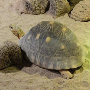 Radiated tortoise