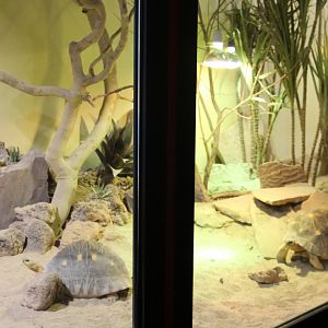 Enclosure Radiated tortoise