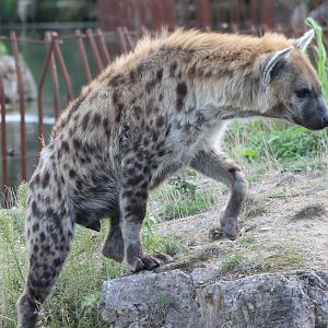 Spotted hyena