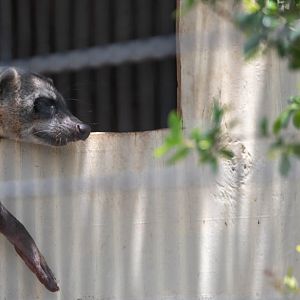 Crab-eating Raccoon (Procyon cancrivorus)