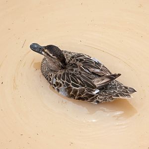 Garganey (Anas querquedula)