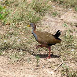 Giant Wood Rail (Aramides ypecaha)