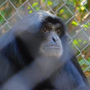 Siamang