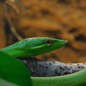 Green Vine Snake